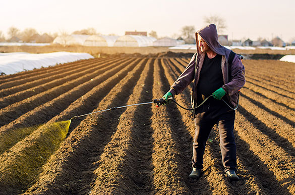 Agricultor de campo mexicano trabajando en campo de cultivo con aspersora mochila motorizada AMS